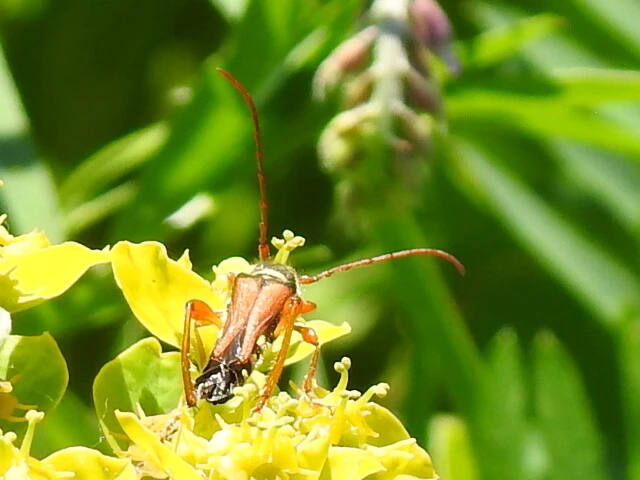 Stenopterus flavicornis - sárgacsápú keskenyfedőscincér