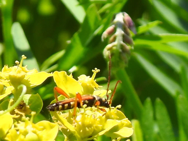 Stenopterus flavicornis - sárgacsápú keskenyfedőscincér