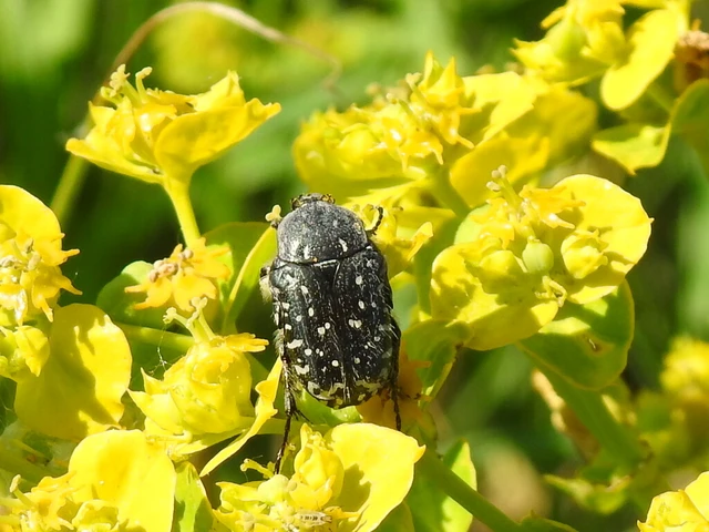 Oxythyrea funesta - sokpettyes virágbogár