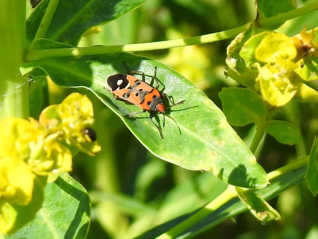 Lygaeus equestris/simulans