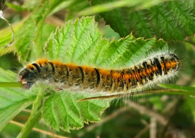 Lasiocampa trifolii - lóhereszövő