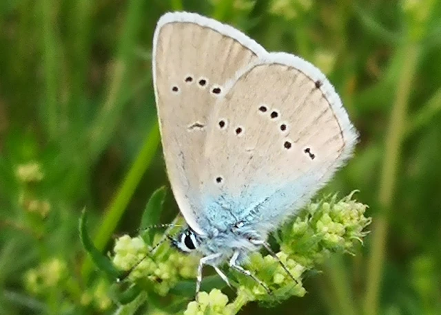 Cyaniris semiargus - aprószemes boglárka