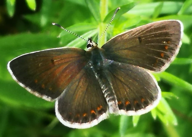 Aricia artaxerxes issekutzi - bükki szerecsenboglárka