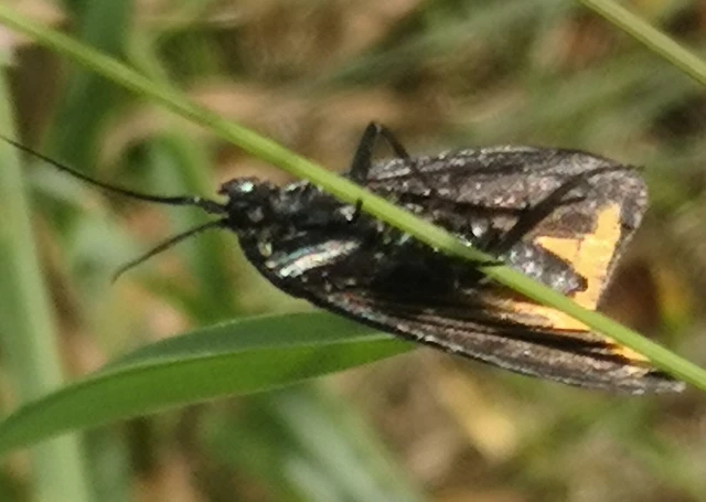 Catastia marginea - fekete karcsúmoly