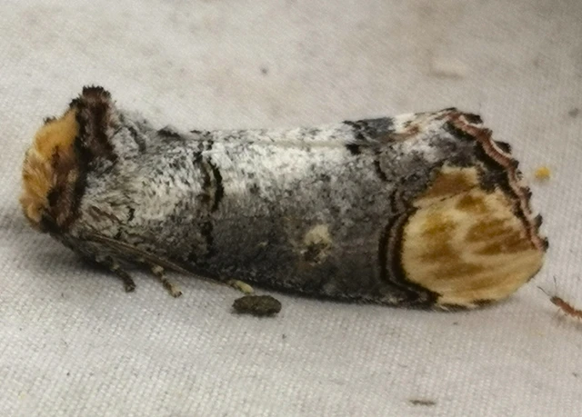 Phalera bucephala - sárgafoltos púposszövő