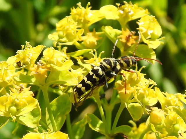 Echinocerus floralis - lucerna-darázscincér