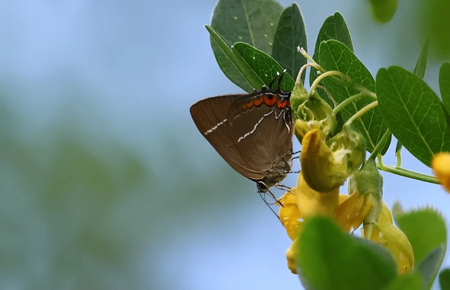 Satyrium w-album - szilfa-csücsköslepke
