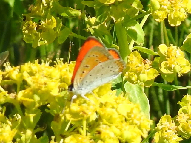 Lycaena dispar rutilus - nagy tűzlepke