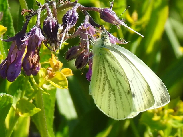Pieris napi - repcelepke
