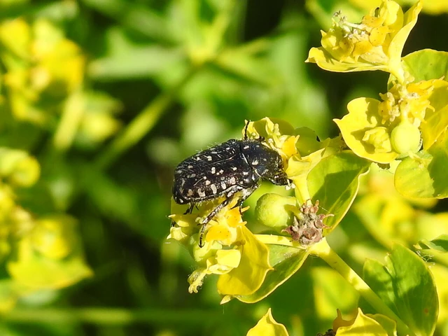 Oxythyrea funesta - sokpettyes virágbogár