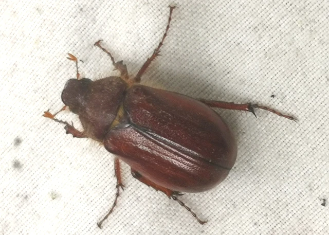 Holochelus vernus - tavaszi cserebogár