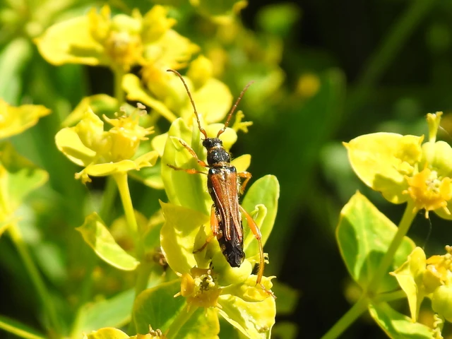 Stenopterus flavicornis - sárgacsápú keskenyfedőscincér