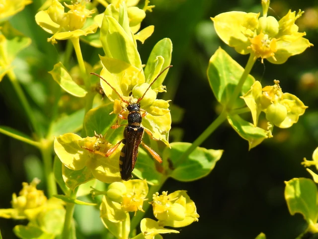 Stenopterus flavicornis - sárgacsápú keskenyfedőscincér