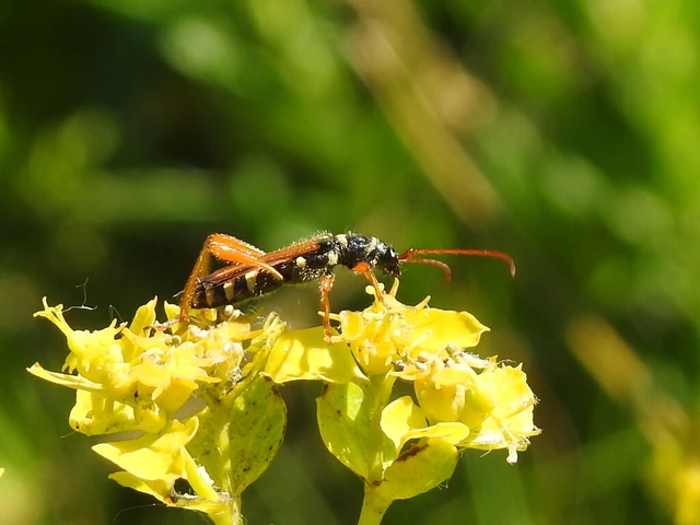 Stenopterus flavicornis - sárgacsápú keskenyfedőscincér