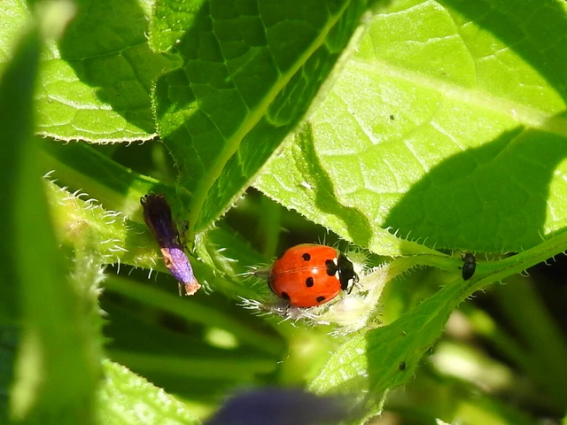Coccinella septempunctata - hétpettyes katica