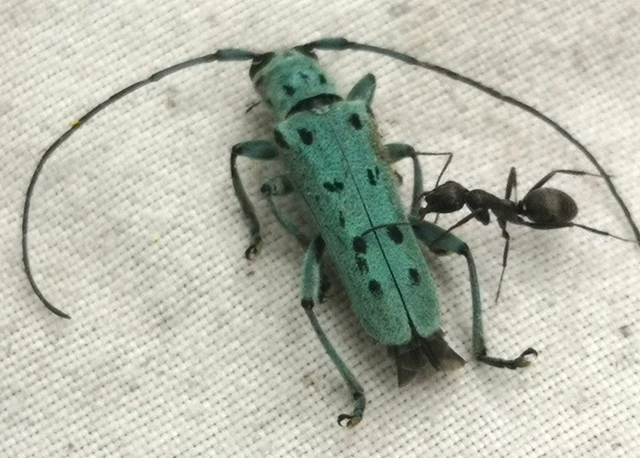 Saperda octopunctata - nyolcpontos cincér