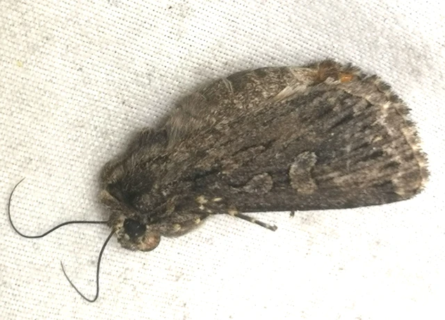 Dichagyris nigrescens - sötét földibagoly