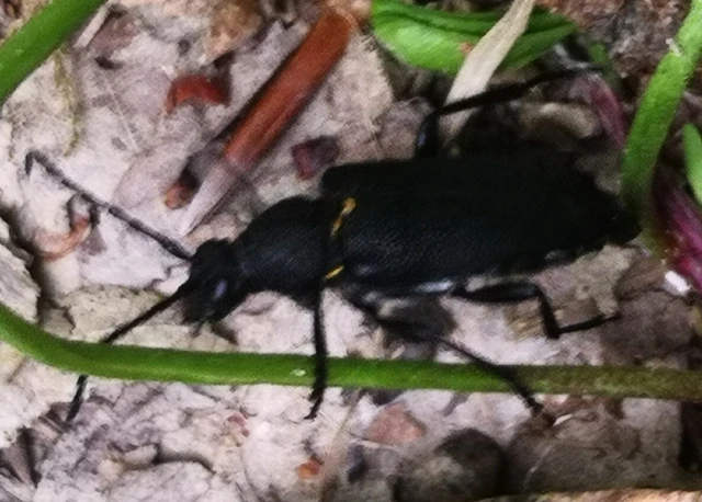 Stictoleptura scutellata - hegyi virágcincér