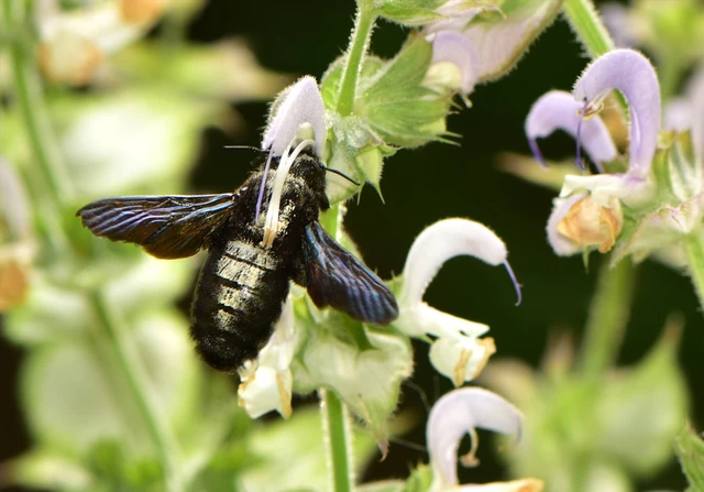 Xylocopa
