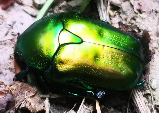 Protaetia affinis - smaragdzöld virágbogár