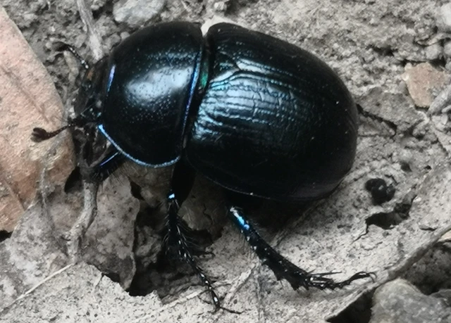 Anoplotrupes stercorosus - erdei álganéjtúró