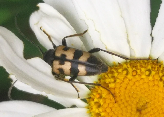 Pachytodes erraticus - rajzos virágcincér