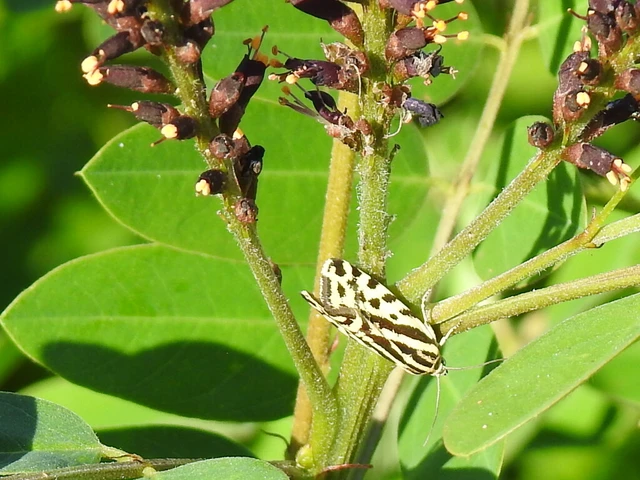 Emmelia trabealis - zebrabagoly