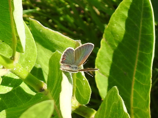Plebejus argus - ezüstös boglárka