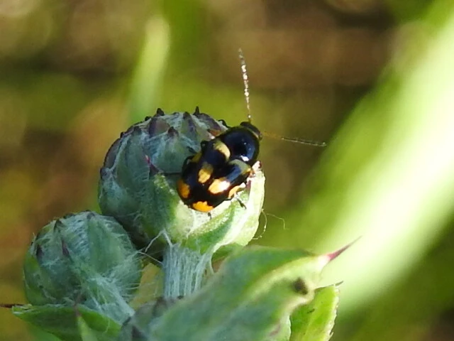 Cryptocephalus anticus - réti zömökbogár