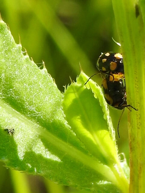 Cryptocephalus anticus - réti zömökbogár