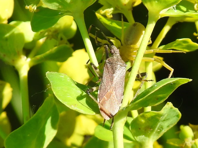 Dicranocephalus