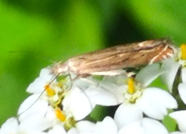 Isophrictis