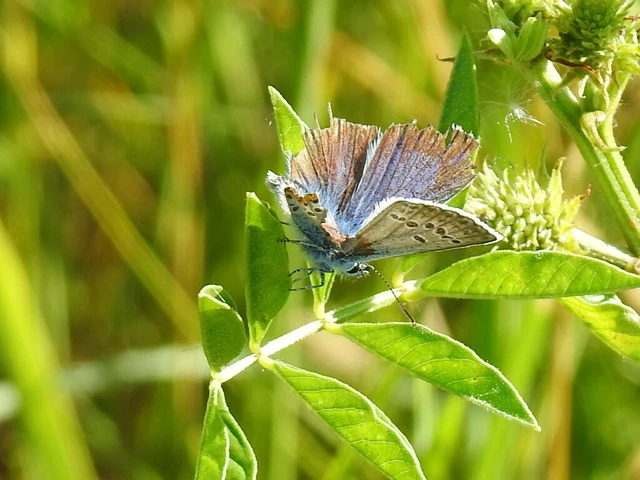 Plebejus argus - ezüstös boglárka