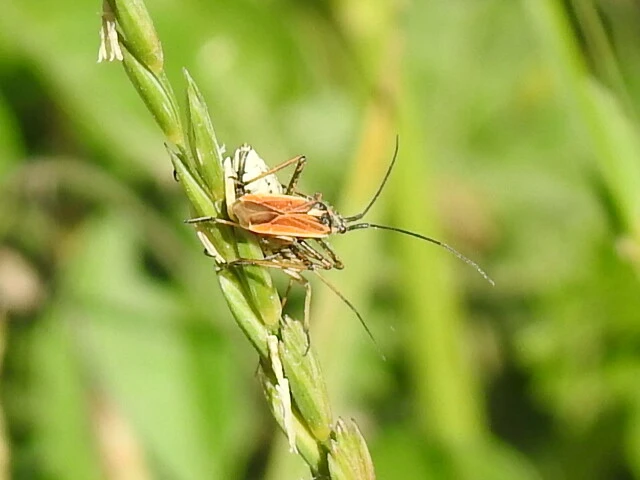 Leptopterna