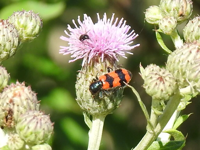 Trichodes apiarius - szalagos méhészbogár