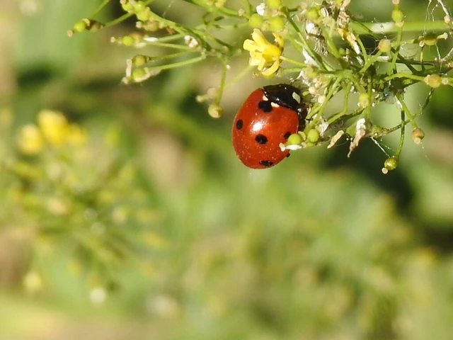 Coccinella septempunctata - hétpettyes katica