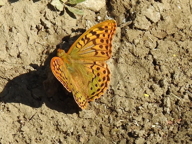 Argynnis pandora - zöldes gyöngyházlepke