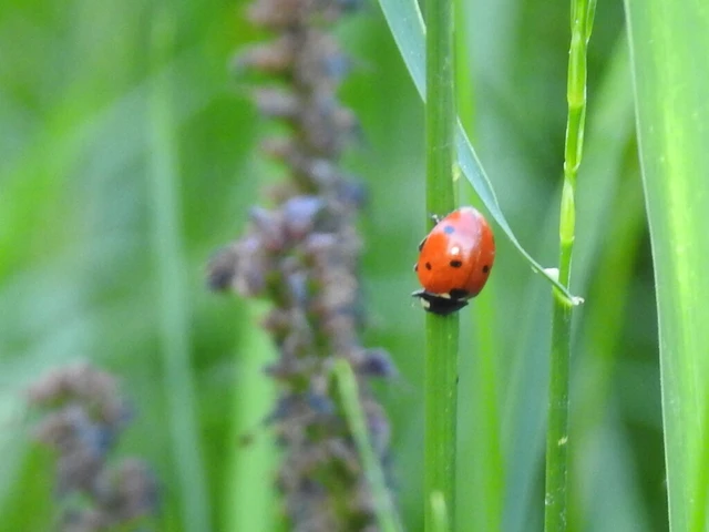 Coccinella septempunctata - hétpettyes katica
