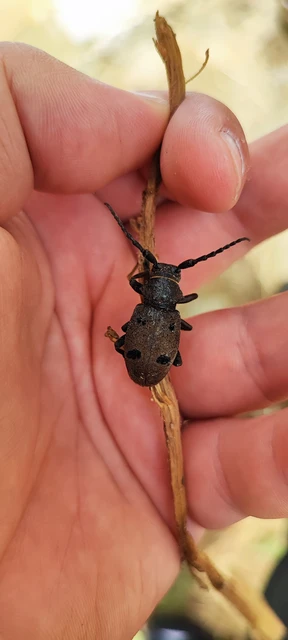 Herophila tristis - selymes alkonycincér