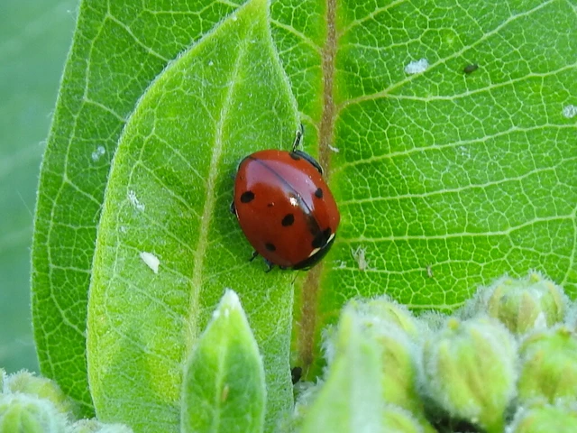 Coccinella septempunctata - hétpettyes katica