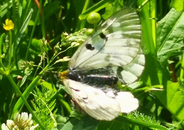 Parnassius mnemosyne - kis apollólepke