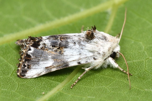Calophasia opalina - barnafoltú fehérbagoly