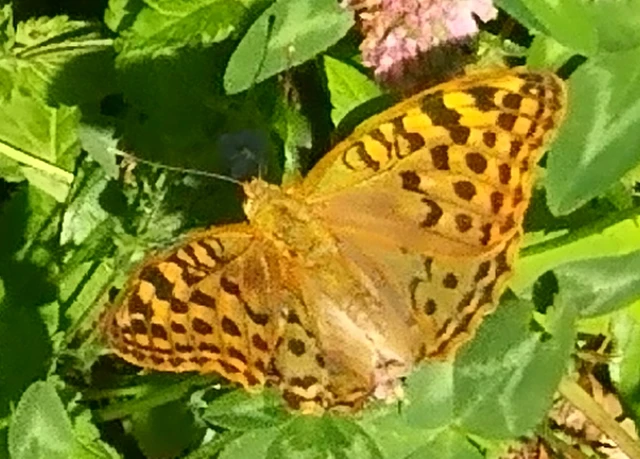 Argynnis pandora - zöldes gyöngyházlepke