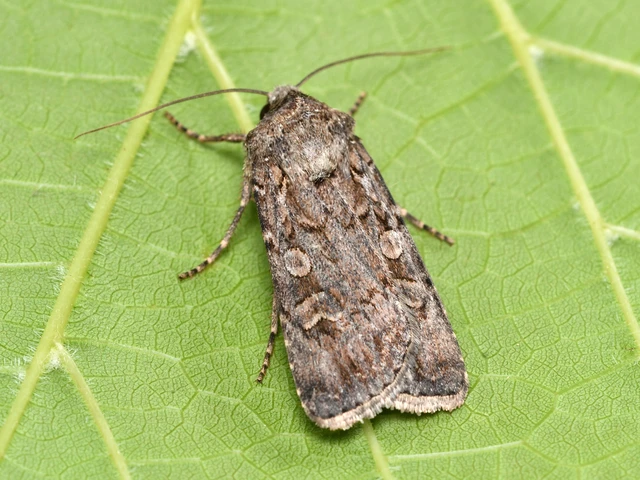 Euxoa tritici/nigrofusca/eruta