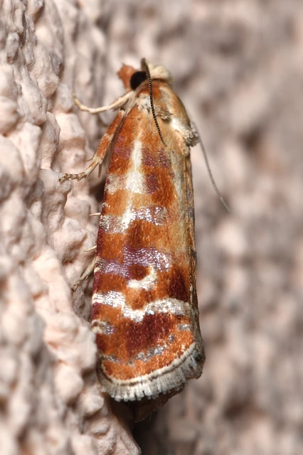 Rhyacionia