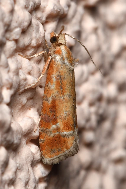 Rhyacionia buoliana - fenyőilonca