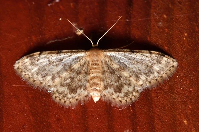 Idaea inquinata - mintás apróaraszoló