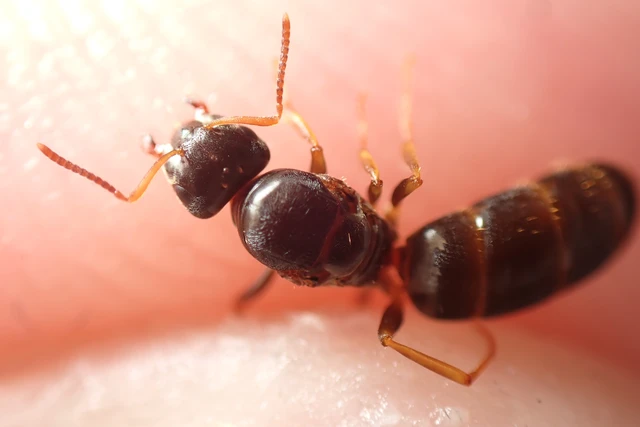 Lasius brunneus - rozsdáshátú feketehangya