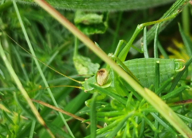 Isophya kraussii - erdei tarsza