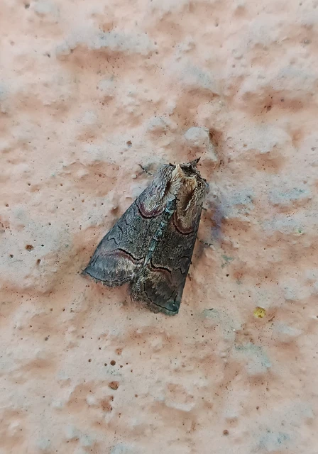 Abrostola triplasia - közönséges csalánbagoly